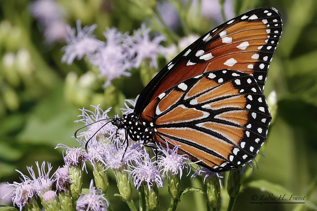 Queen -female- (Danaus gilippus) National Butterfly Center; Mission, Hidalgo County, Texas