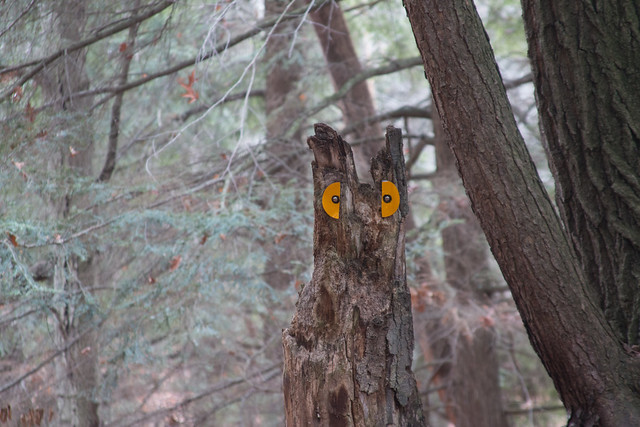 owl in the woods