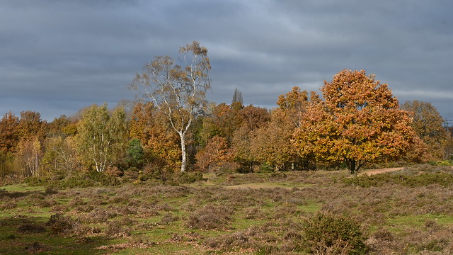 Autumnal Hartlebury Common
