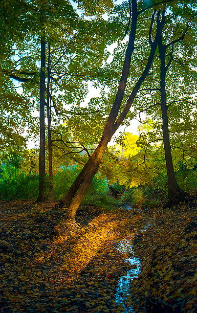 Final Notes on Autumn 1, Hammel Woods, Will County, Illinois, USA