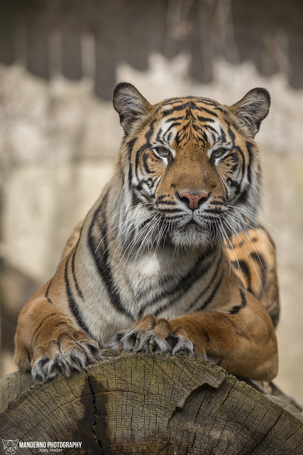 Sumatran Tiger - Zoo Jihlava