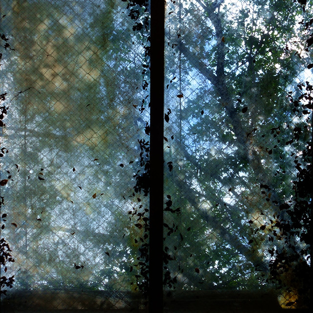 構成=Composition-290／Delicate squares and spiritual tree shadows