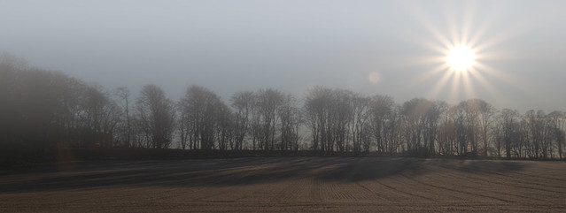Sun breaks through morning frost fog behind a line of trees at Foveran, Aberdeenshire, Scotland.