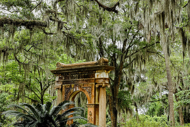 Spanish Moss, St. Bonaventure Cemetery, Savannah, GA 2023