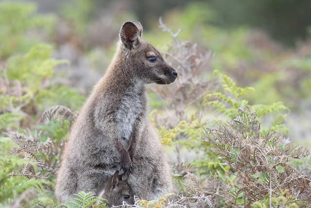 Bennetts Wallaby