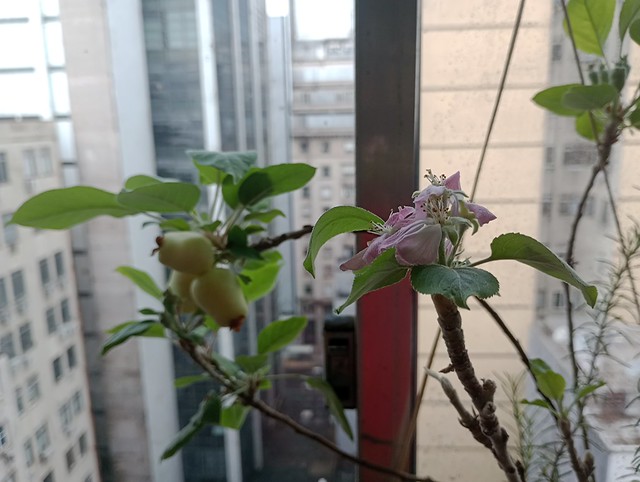 Flor de Macieira - Apple Blossom - 