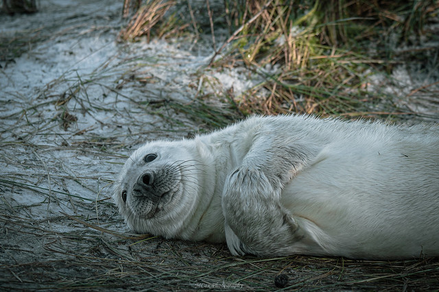 Donna Nook Seal Pup