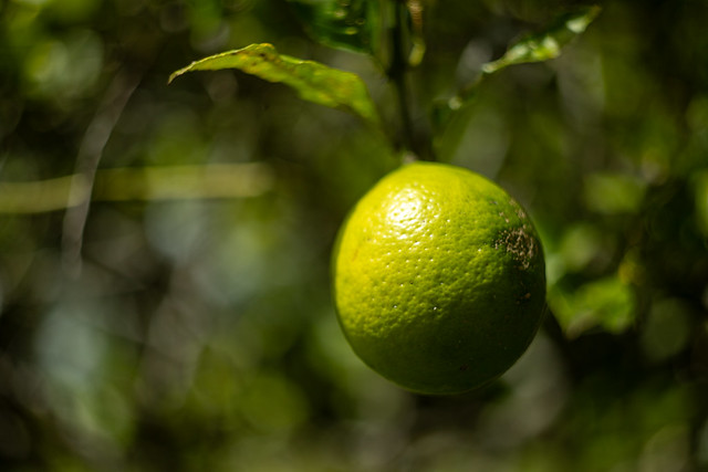 ripening lemon