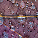 Landscape water droplets on leaf 