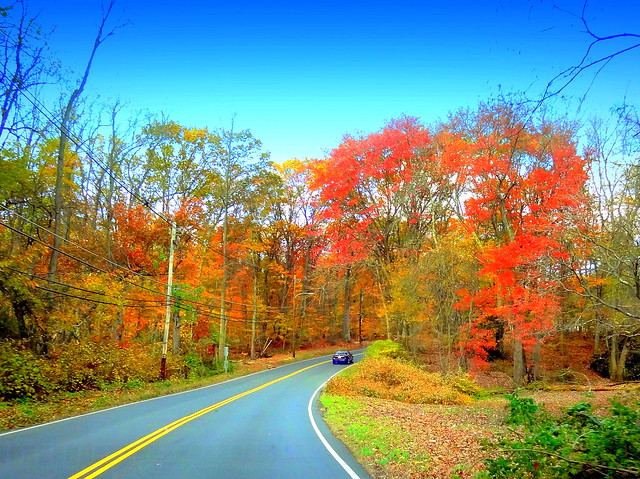 Road's Autumn Decorations