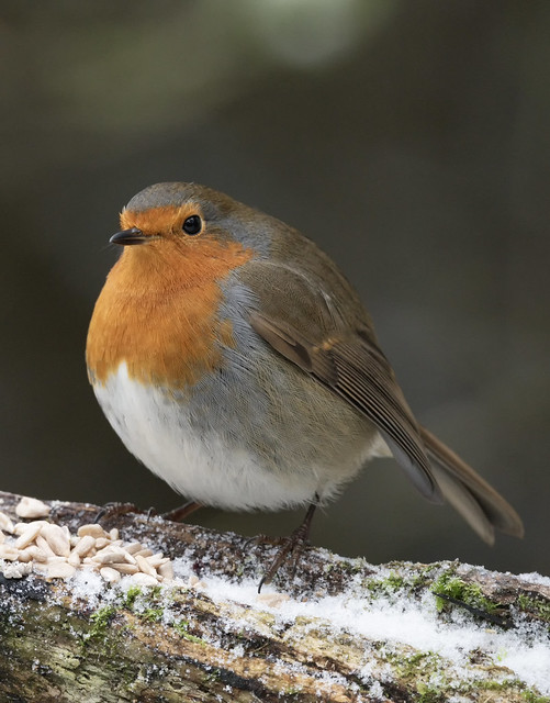 Robin on a cold day