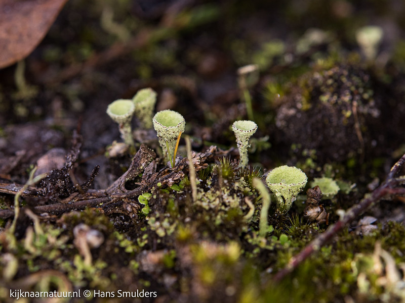 Frietzakbekermos (Cladonia humilis)-310_0633