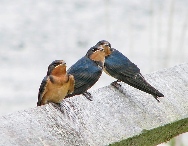 Barn swallows - fledglings watching for mama