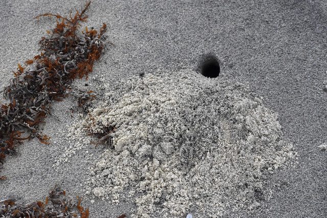 burrow from above, Atlantic ghost crab