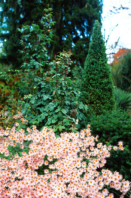 October in my garden; Velvia 50