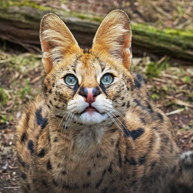 Sitting Serval looking up