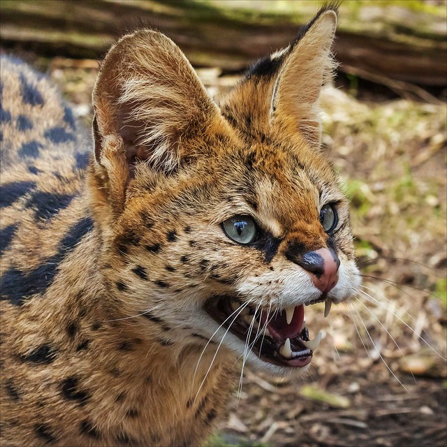 Snarly Serval close-up.