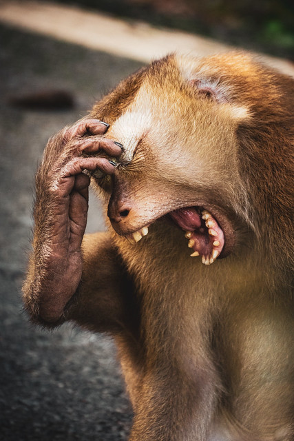 Phuket - monkey scratching while yawning - cropped and toned - my 2nd edit - brighted the belly