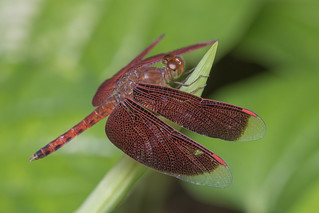 1I7A6359 Neurothemis fluctuans
