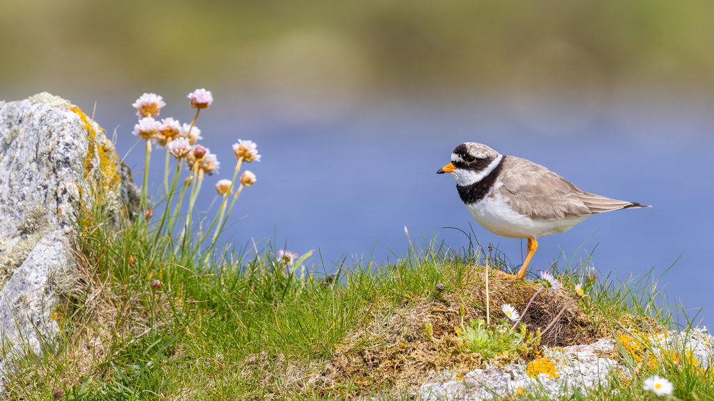 Ringed Plover | Three images from last years (almost two yea… | Flickr