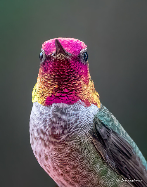 Anna's Hummingbird