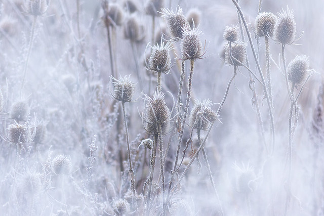 Frosted Teasels