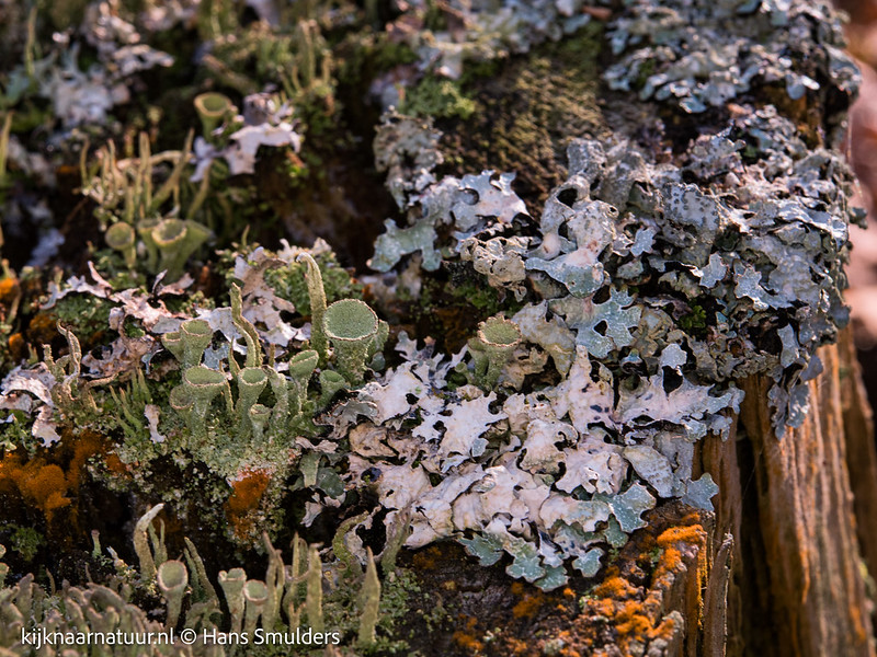 Bruin bekermos (Cladonia grayi), Gewoon schildmos (Parmelia sulcata)-310_0649