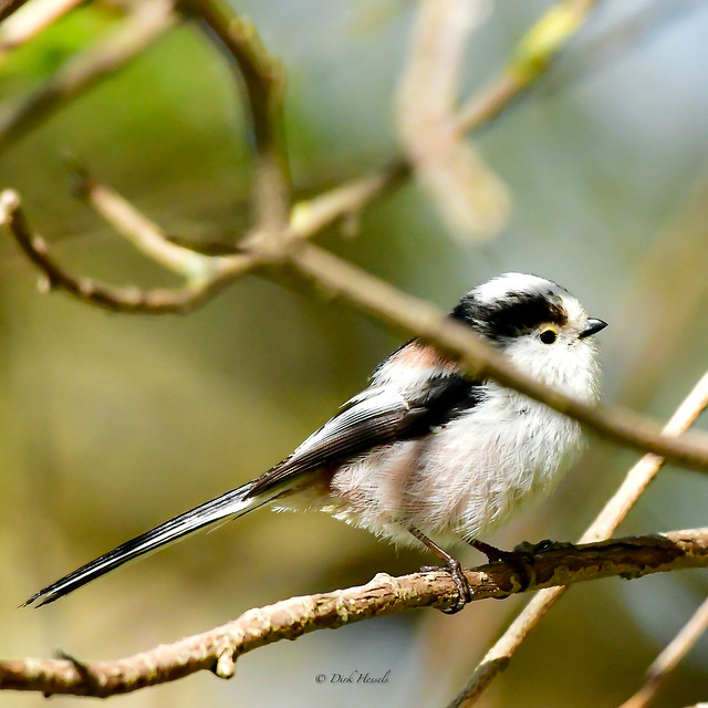Long-tailed tit | Staartmees | Schwanzmeise, (Aegithalos caudatus)