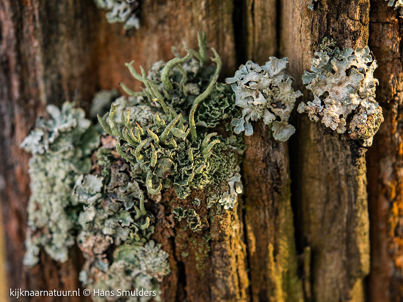 Smal bekermos (Cladonia coniocraea)-310_0676