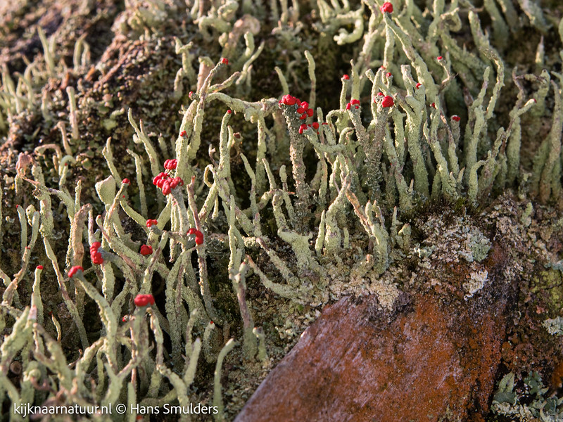 Rode heidelucifer (Cladonia floerkeana)-310_0653