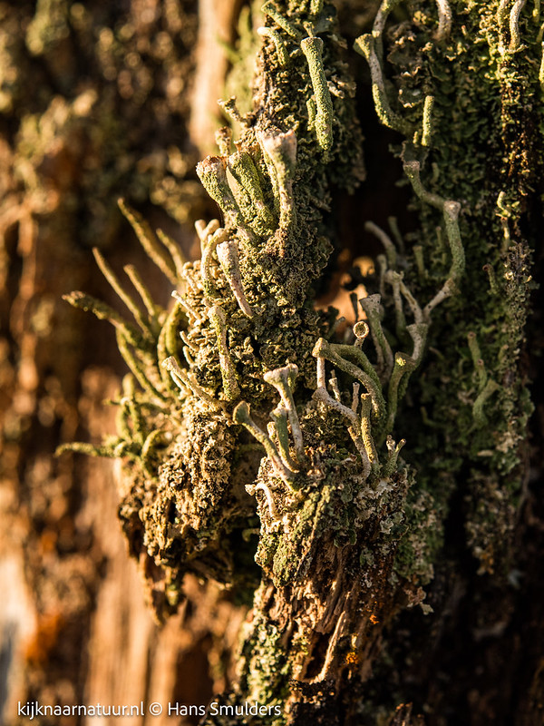 Kopjesbekermos (Cladonia fimbriata)-310_0640