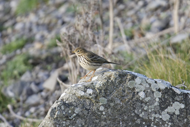 Meadow Pipit Louth