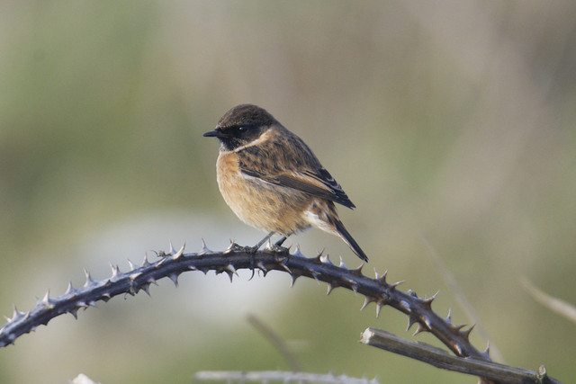 Stonechat Louth