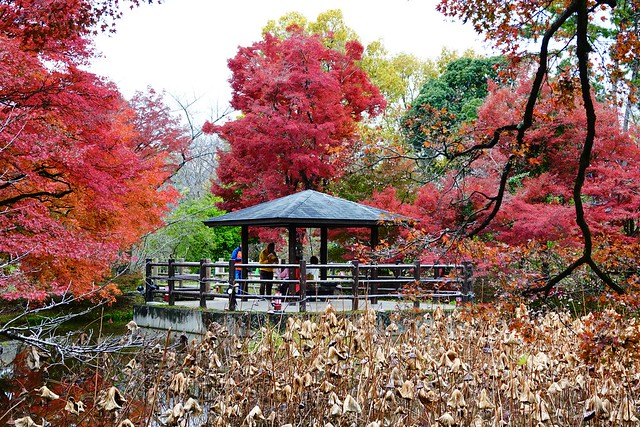 Kyoto Botanical Garden, 京都植物園, Kyoto, Japan, Nov. 2023