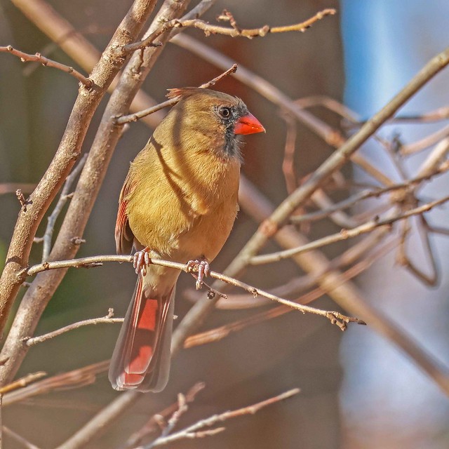 Female Cardinal in Sunlight
