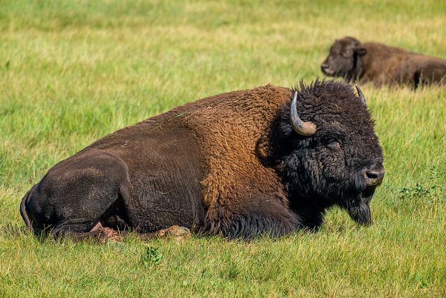 Bison Bull ,Laying Down