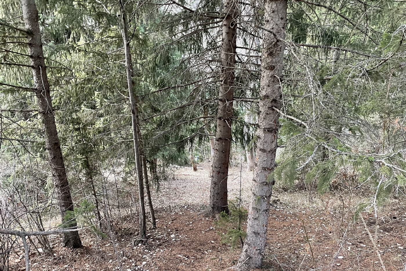IMG_5678