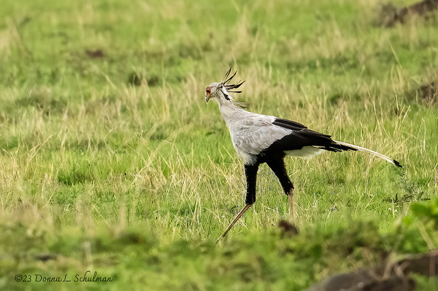 Masai Mara: Secretarybird (8235)