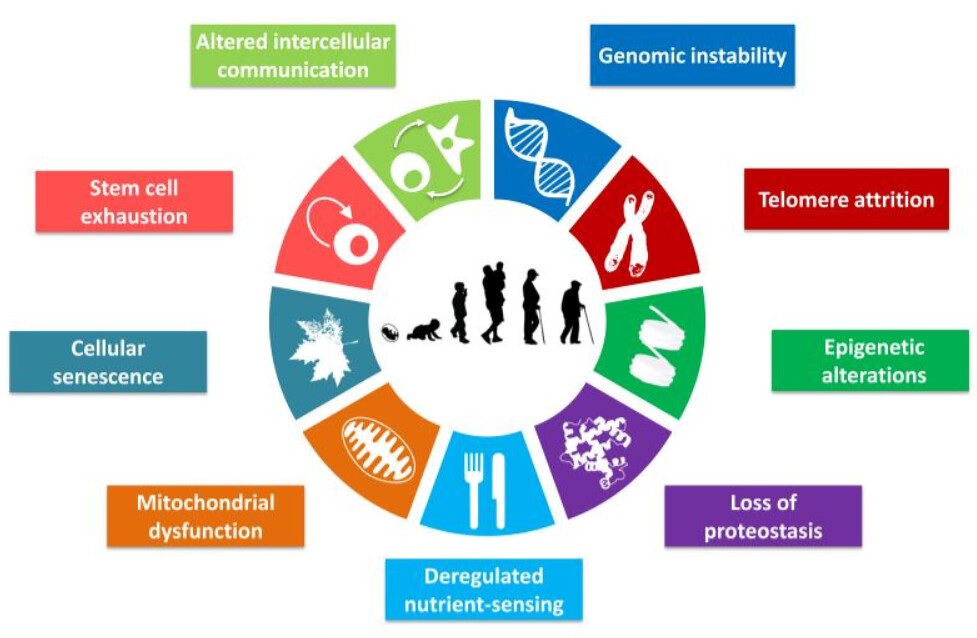 The Hallmarks of Aging