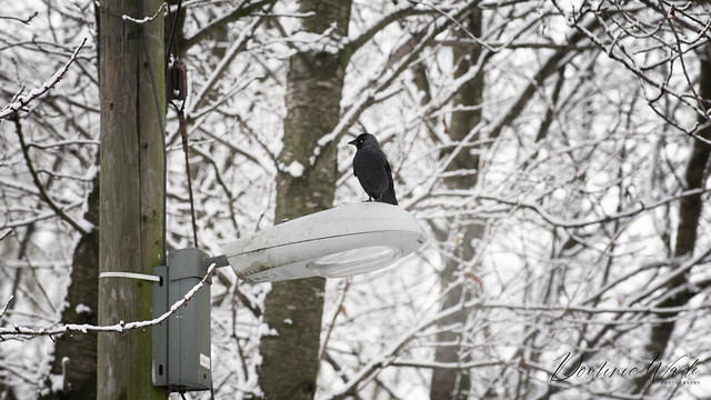 A cold Jackdaw