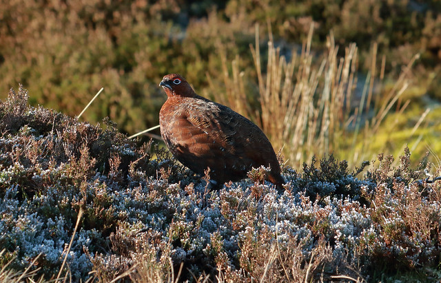 Grouse on the frosty heather
