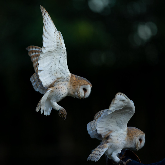 Barn owls - Explore ⭐️  December 04, 2023