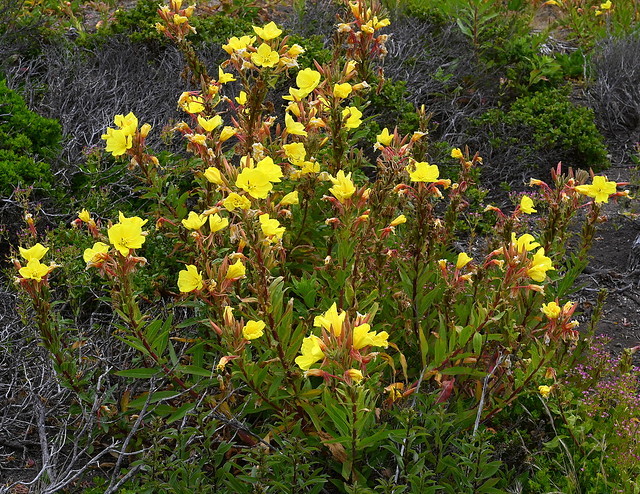 Oenothera elata ssp. hookeri