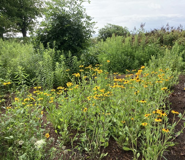 “Beautiful Black eyed Susans wildflowers to the side waterfront trail of Lake Ontario in Squires beach , Martin’s photographs , Pickering , Ontario , Canada , July 27. 2023”