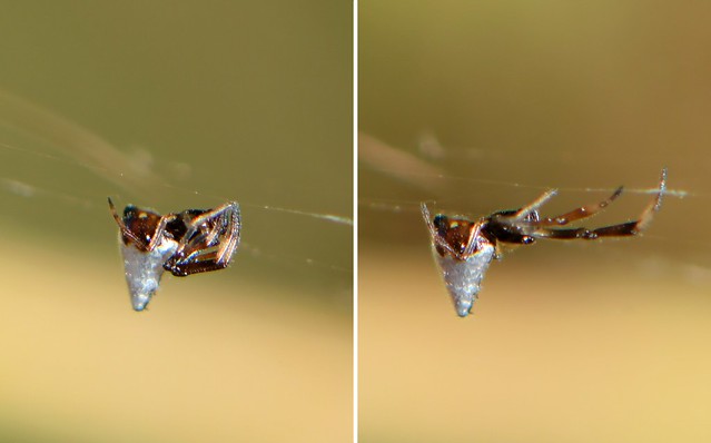 Dewdrop Spider (Argyrodes elevatus, Theridiidae)