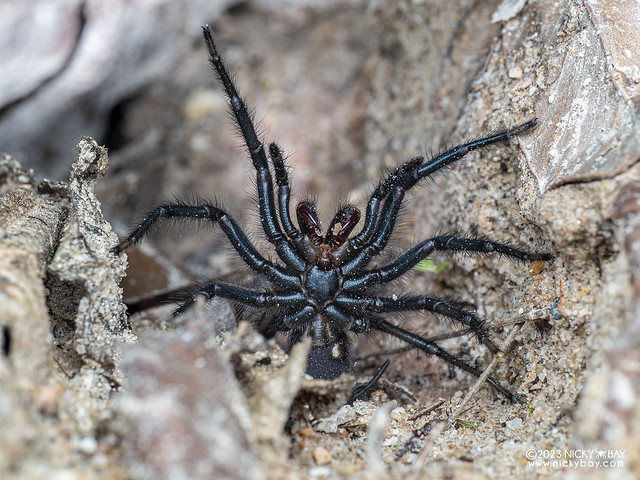 Funnel web spider (Macrothelidae) - PB181972