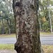61. Acer floridanum-bark