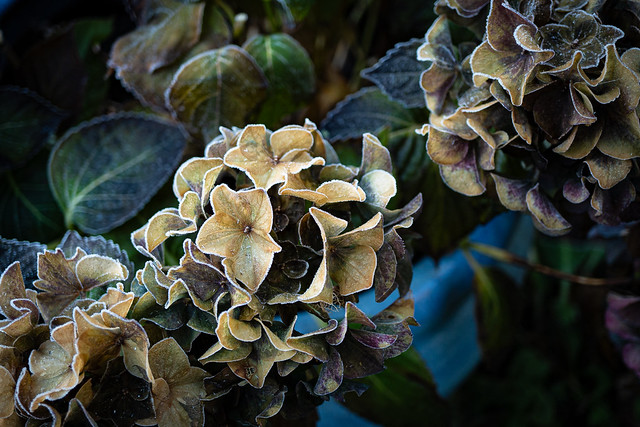 More Frosted Hydrangeas
