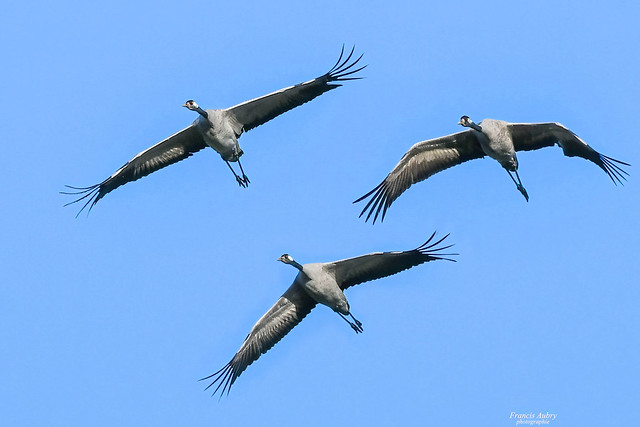 Grues cendrées (Grus-grus) Cranes