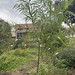 Salix caroliniana overview